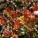 Berberis media 'Red Jewel'