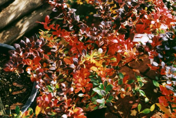 Berberis media 'Red Jewel'