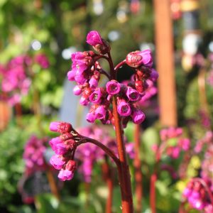 Bergenia cordifolia 'Winterglut'