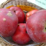 Apfel 'Berner Rosenapfel'