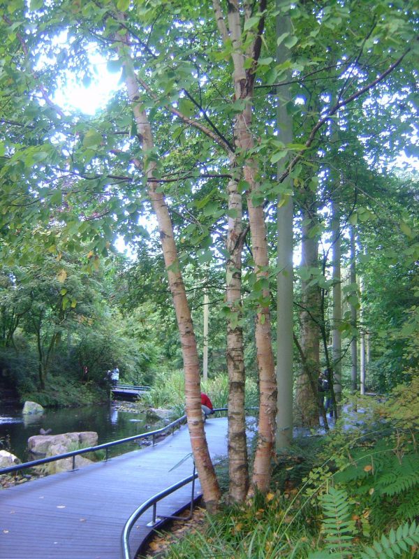 Betula maximowicziana