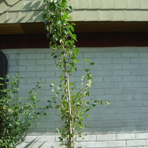 Betula pendula 'Fastigiata'