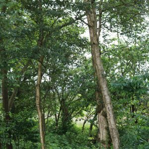 Betula pubescens