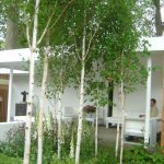 Betula utilis subsp. jacquemontii