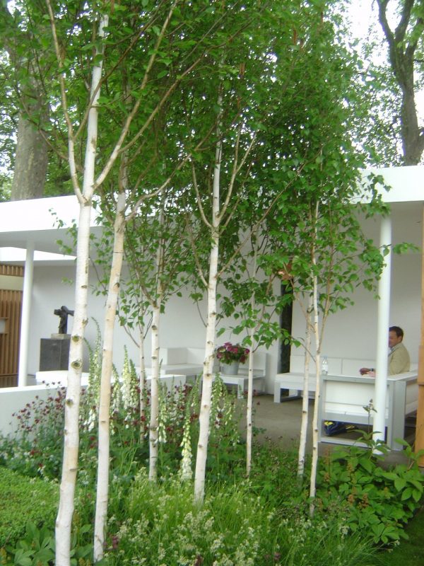 Betula utilis subsp. jacquemontii