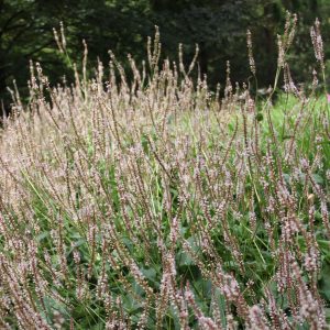 Bistorta amplexicaulis 'Alba'