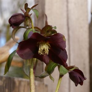 Helleborus x hybridus (orient.-Hybr.) 'Black'