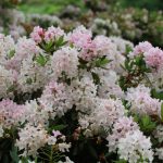 Rhododendron BLOOMBUX® 'Microhirs3'