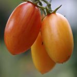 Tomate 'Blush'