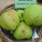 Apfel 'Riesenboiken'