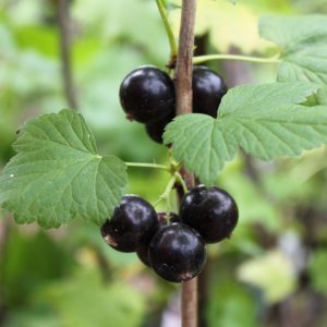 Johannisbeere 'Bona' ®