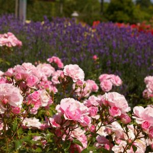 Rosen in Sorten