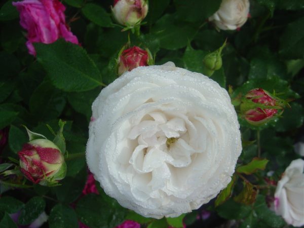 Rosa 'Boule de Neige' (bourbonica)