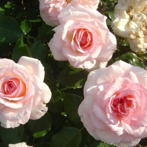 Rosa Bremer 'Stadtmusikanten' ®