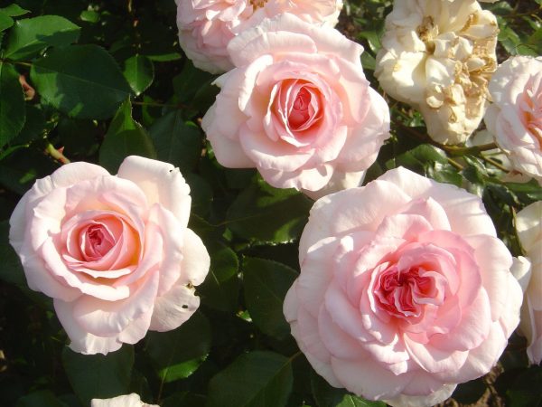 Rosa Bremer 'Stadtmusikanten' ®