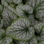 Brunnera macrophylla "Jack Frost" ®