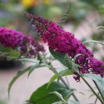 Buddleja davidii 'Miss Ruby'