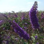 Buddleja davidii ADONIS BLUE 'Adokeep'