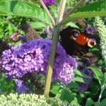 Buddleja davidii 'Blue Chip'