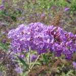 Buddleja davidii NANHO BLUE 'Mongo'