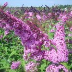 Buddleja davidii 'Pink Delight'