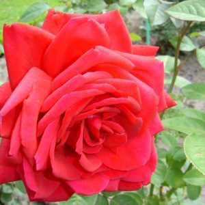 Rosa 'Burgund 81' ®