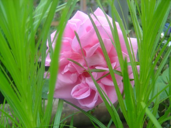 Rosa 'Conrad Ferdinand Meyer' (rugosa)
