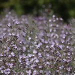 Calamintha nepeta 'Blue Cloud'