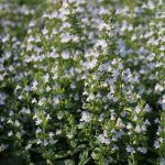 Calamintha nepeta 'Triumphator'