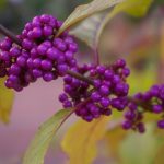 Callicarpa bodinieri 'Profusion'
