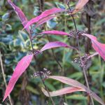 Callicarpa kwangtungensis