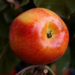 Apfel 'Campanilo' ® Primo