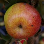 Apfel 'Campanilo' ® Quattro