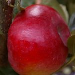 Apfel 'Campanilo' ® Secundo