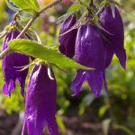 Campanula x punctata "Sarastro"