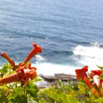 Campsis radicans