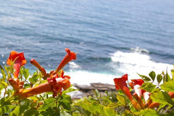 Campsis radicans