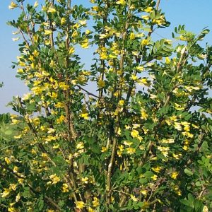Caragana arborescens