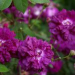 Rosa 'Cardinal de Richelieu' (gallica)