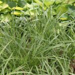 Carex foliosissima 'Icedance'