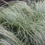 Carex alba 'Frosted Curls'