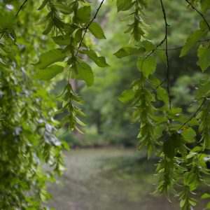 Carpinus betulus