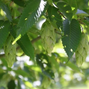 Carpinus orientalis