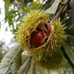 Castanea sativa 'Belle Epine'