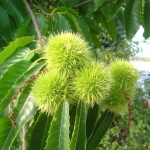 Castanea sativa