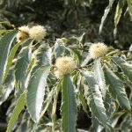 Castanea sativa 'Variegata'