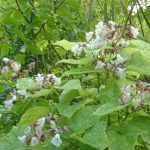 Catalpa speciosa 'Pulverulenta'