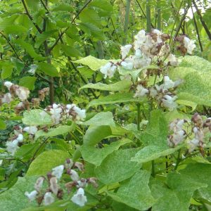 Catalpa speciosa 'Pulverulenta'