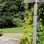 Celastrus orbiculatus