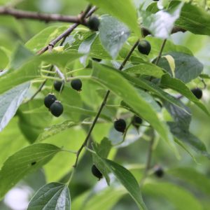 Celtis australis